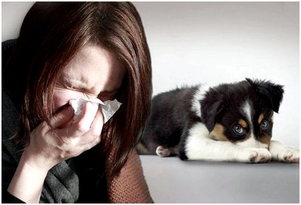 Взять собаку, если есть аллергия