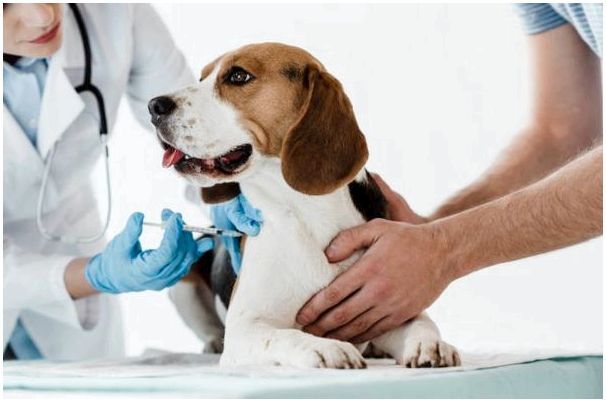 Ветеринар прерывает беременность у собаки 