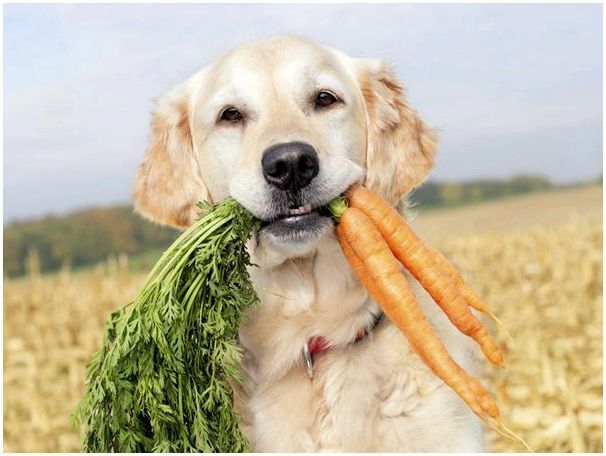 собака с морковью