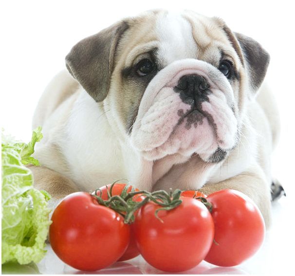 Можно ли собакам помидоры