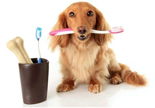 Какую зубную щетку выбрать для собаки