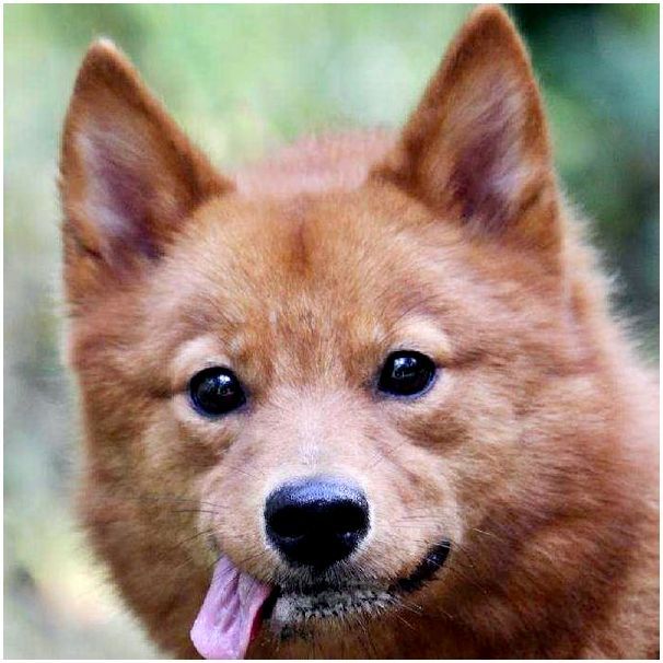 Карело финская порода собаки фото thumbnail