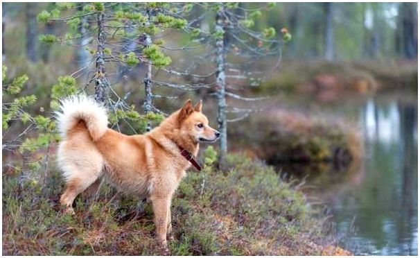 Карело финская порода собаки фото