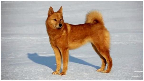 Карело финская порода собаки фото
