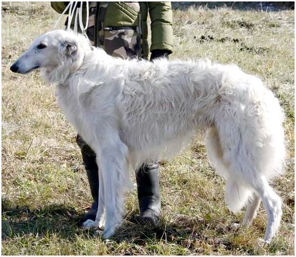Порода собак русская псовая борзая фото