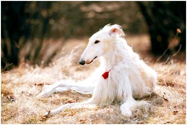 Порода собак русская псовая борзая фото