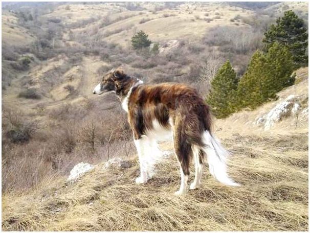 Фото породы собак русская борзая фото