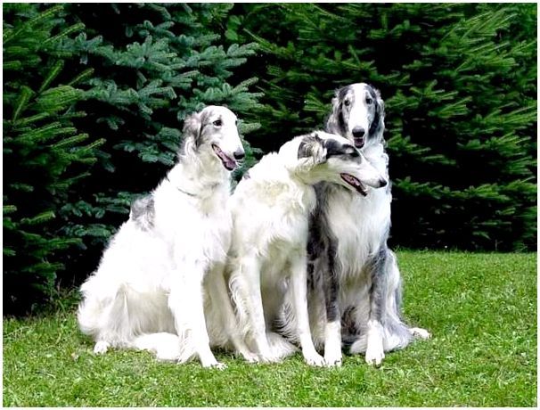 Фото породы собак русская борзая фото