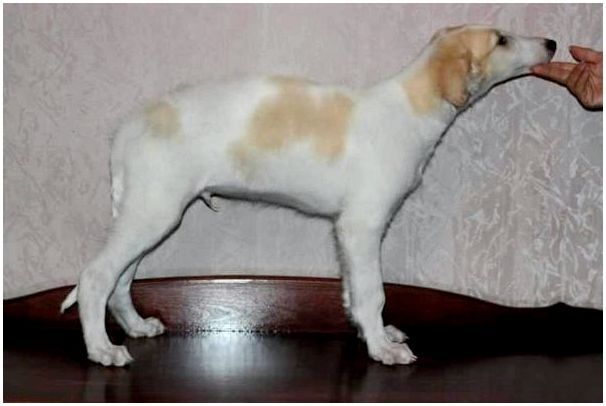 Картинки собаки породы борзая