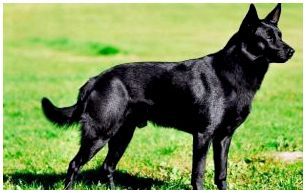 Пастушья собака австралийская келпи: интересный питомец с развитым интеллектом