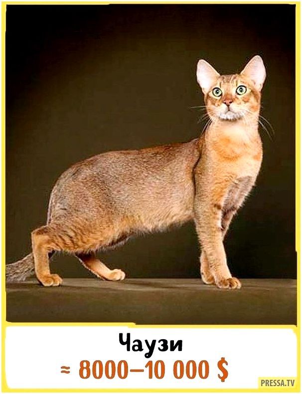 Кошки и собаки редких пород фото