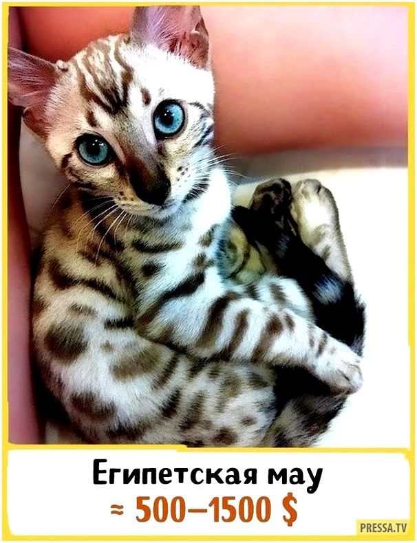 Кошки и собаки редких пород фото