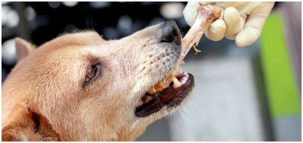 Полезность куриной кости для собаки