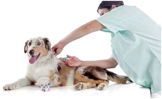 Название прививок от чумки у собак