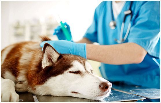 Название прививок от чумки у собак