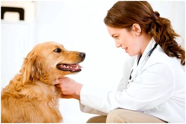 Пес у ветеринара