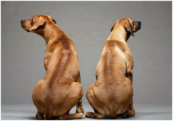Порода собак риджбек щенки фото