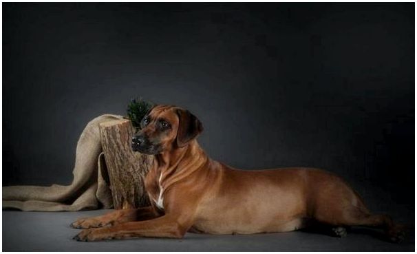 Порода собак риджбек щенки фото