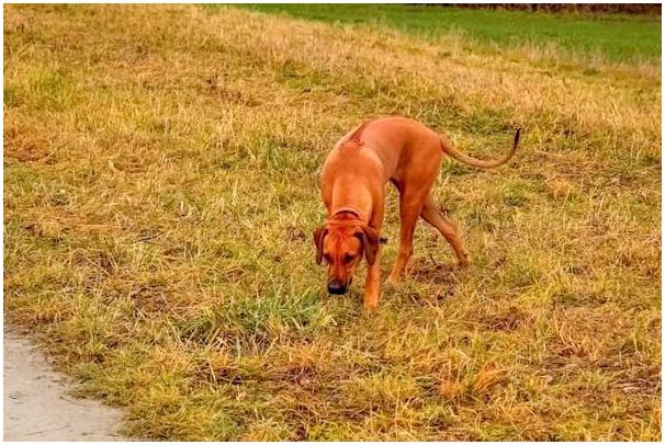 Порода собак родезийский риджбек фото