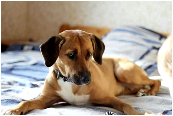 Порода собак родезийский риджбек фото