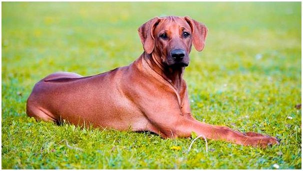 фото собаки родезийский риджбек