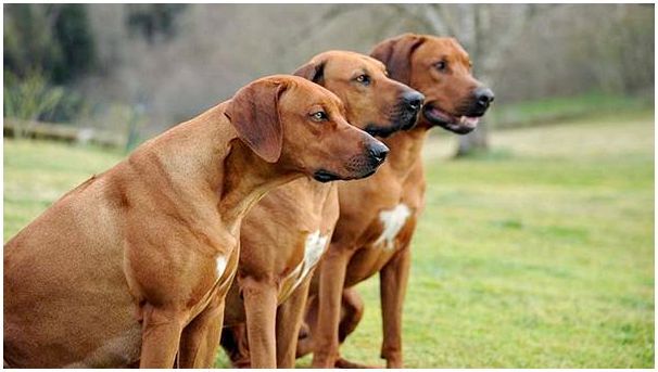 фото собак родезийский риджбек 