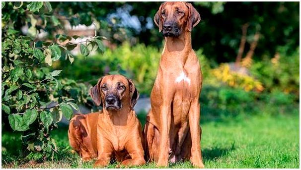 пара собак породы родезийский риджбек фото