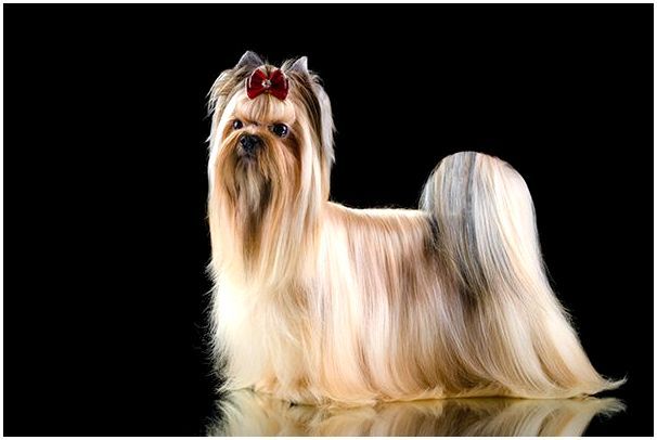 Порода собак русская салонная собака thumbnail