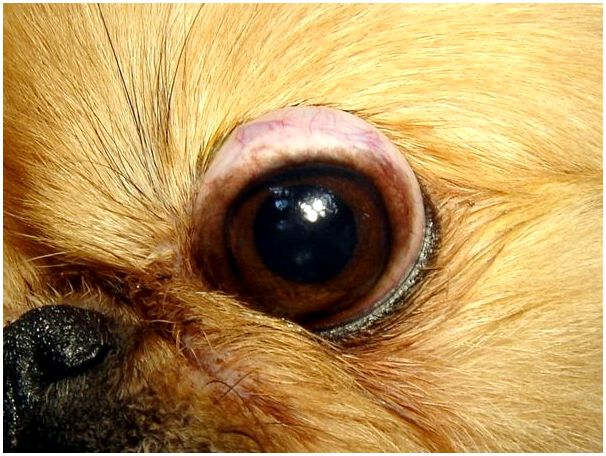 Порода собак с опущенными глазами thumbnail