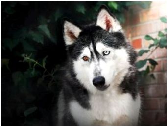 Собаки с разными глазами порода у хасок