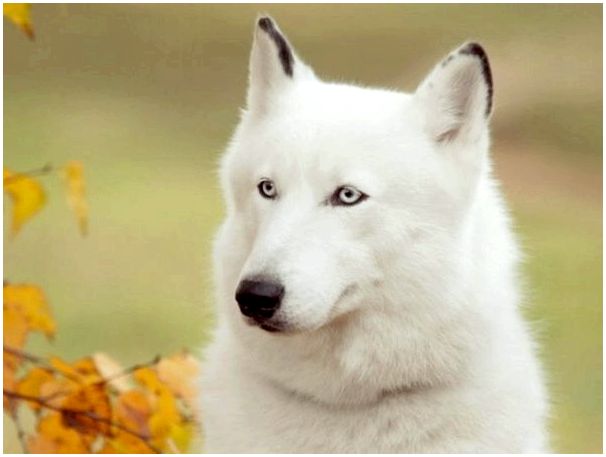 Собаки с разными глазами порода у хасок