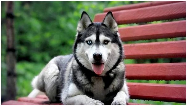 Породы собак хаски с разными глазами