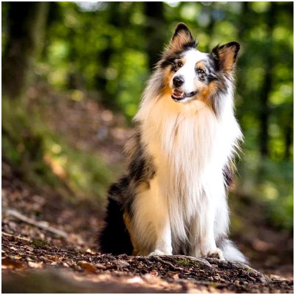 ТОП-20 - самые красивые породы собак в мире с фото и описнием