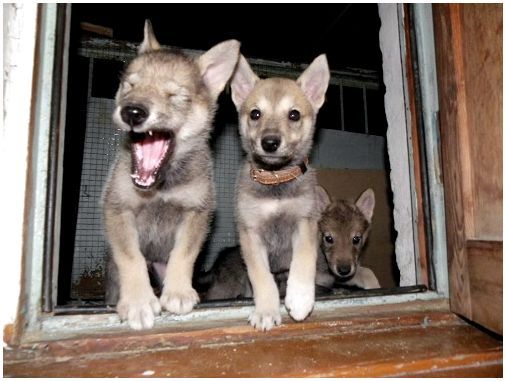 Отважные защитники или опасные хищники: гибрид собаки и волка - волкособ