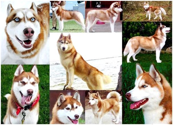 Картинки с собаками породы хаски