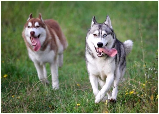 Фото собак и щенят породы хаски