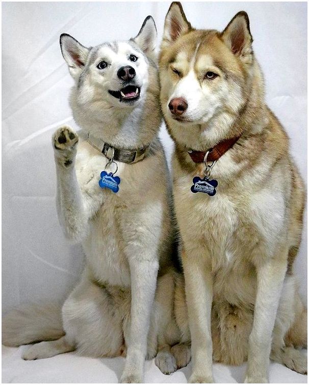 Картинки с собаками породы хаски