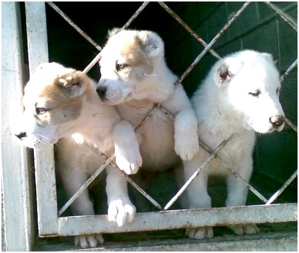 Картинки собаки породы азиатская овчарка