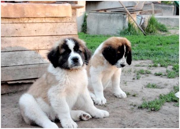 Клички для собак мальчиков породы московская сторожевая