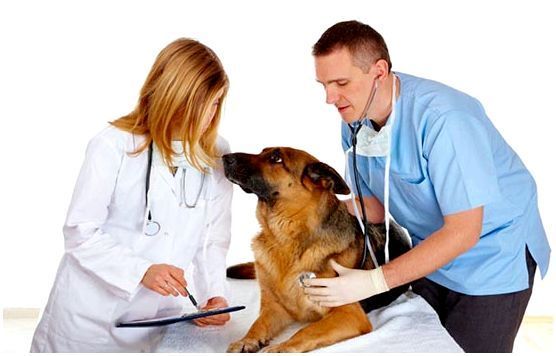 Лечение артрита у собак крупных пород препараты