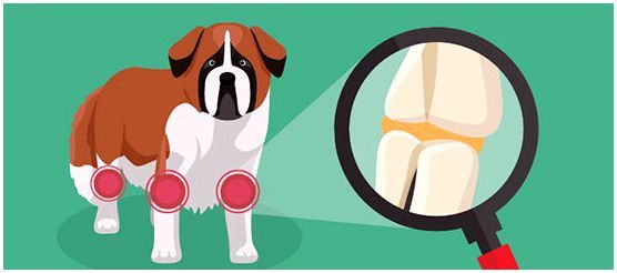 Лечение артрита у собак крупных пород препараты