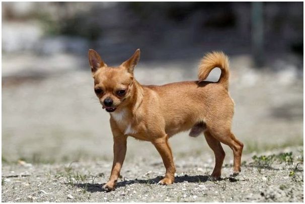 Маленькая собака со стоячими ушами порода
