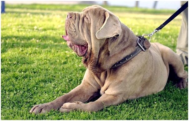 Неаполитанский-мастиф-собака-Описание-особенности-уход-и-цена-породы-16