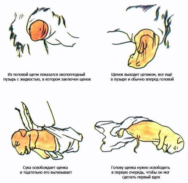 Первые признаки беременности у собак крупных пород