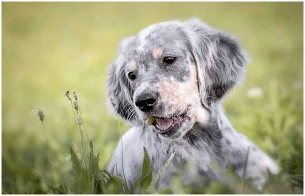 Порода собаки английский сеттер фото