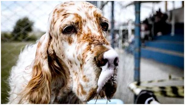 Порода собаки английский сеттер фото