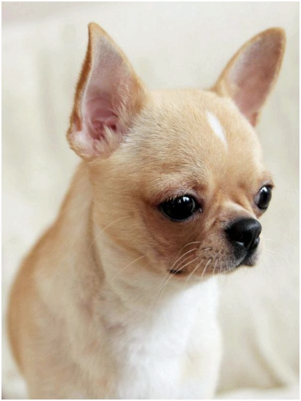 Порода собаки чихуахуа фото
