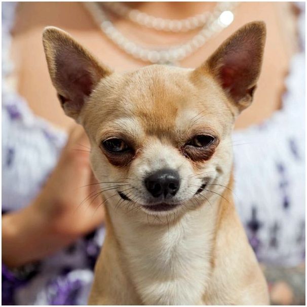 Чивава порода собак фото