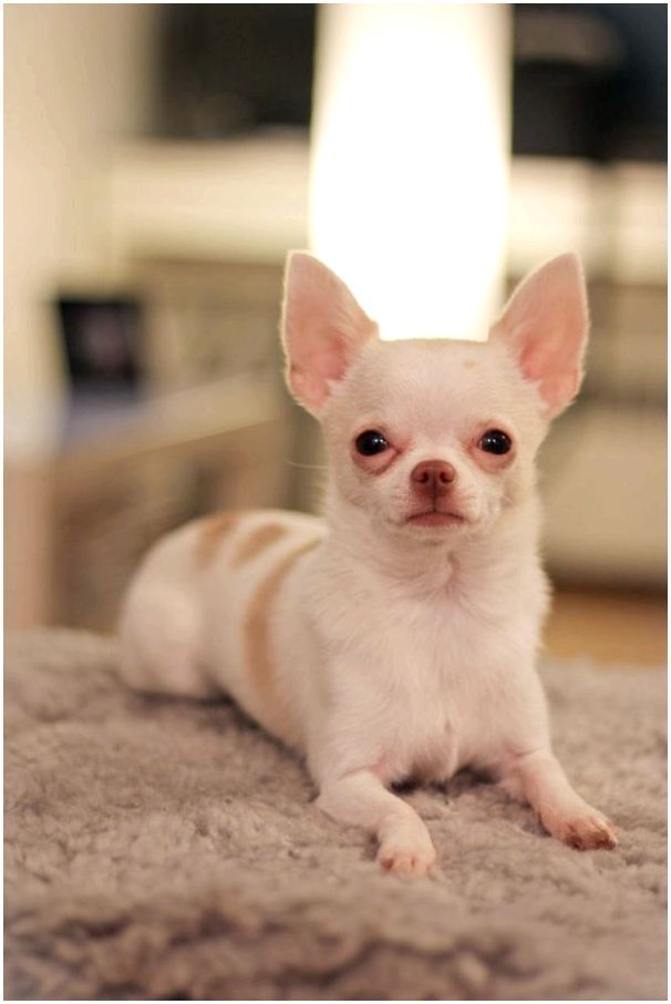 Собака породы чихуахуа короткошерстная фото