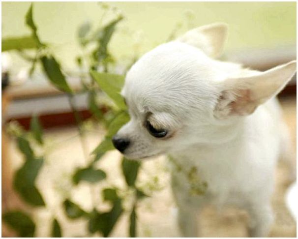 Порода собаки чихуахуа фото
